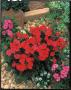 Seminte profesionale Dianthus hybrid - Garofite de gradina - imagine 49015